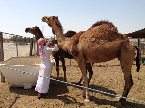 Update 88: MERS-CoV, a circulating coronavirus with epidemic and pandemic potential - Pandemic preparedness, prevention and response with a One Health approach